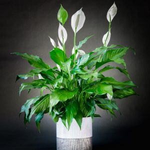 Plantes_Louis_XV-2